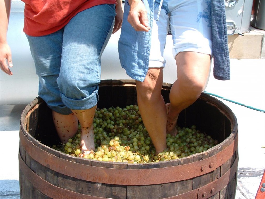 Wine tours, harvest, wine, wine lovers, barcelona